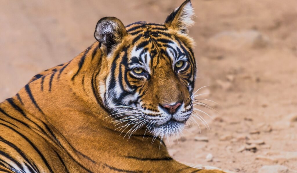 Wildlife scene in Ranthambore National Park