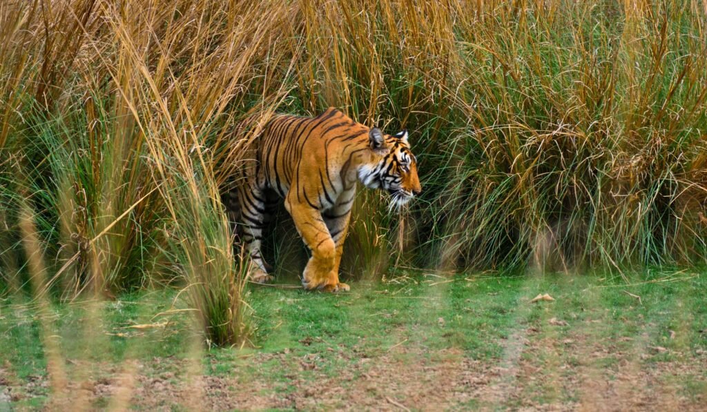 Wildlife scene in Ranthambore National Park