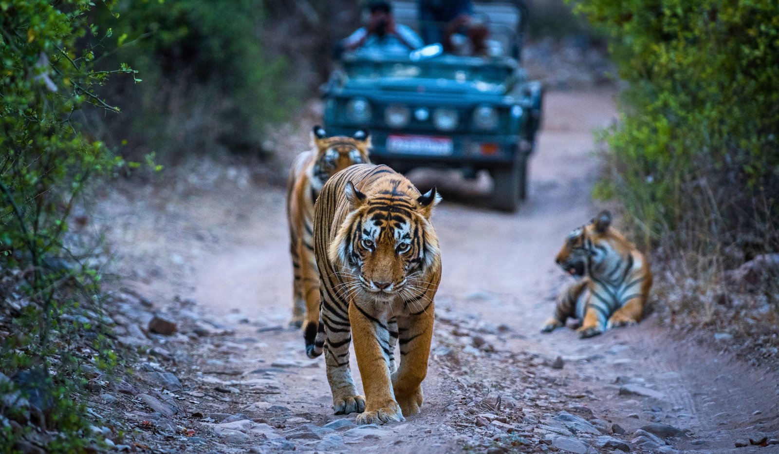 Tiger landscape in Ranthambore National Park