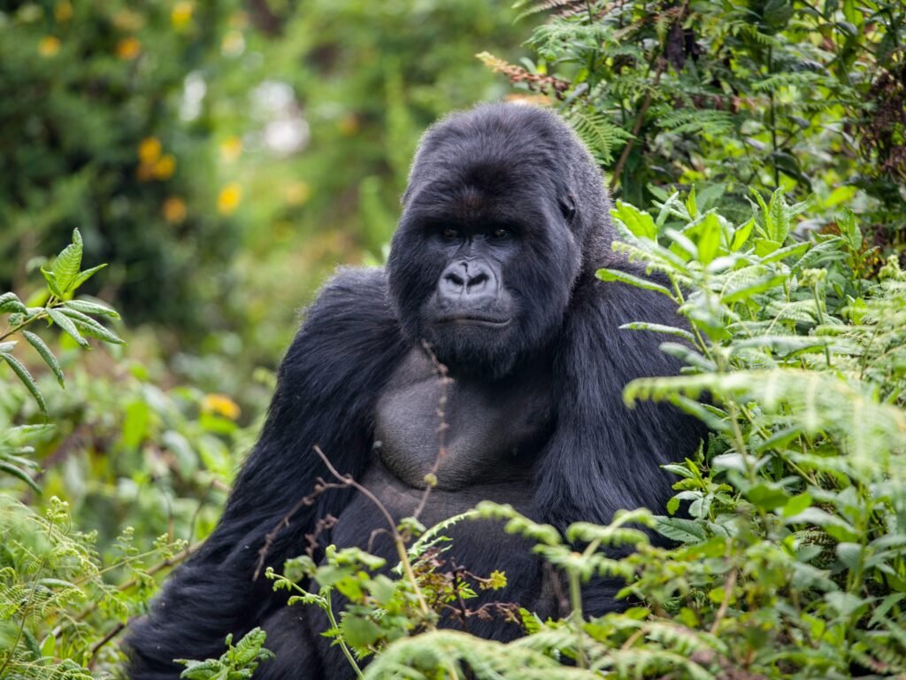Rwanda destination preview