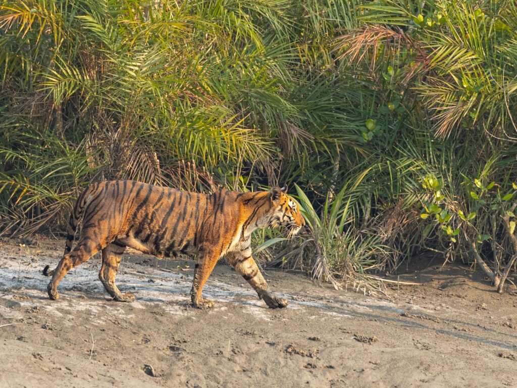 Mangrove landscape in the Sundarbans