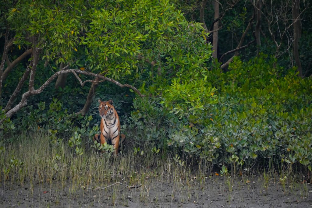 Royal Bengal tiger in the Sundarbans
