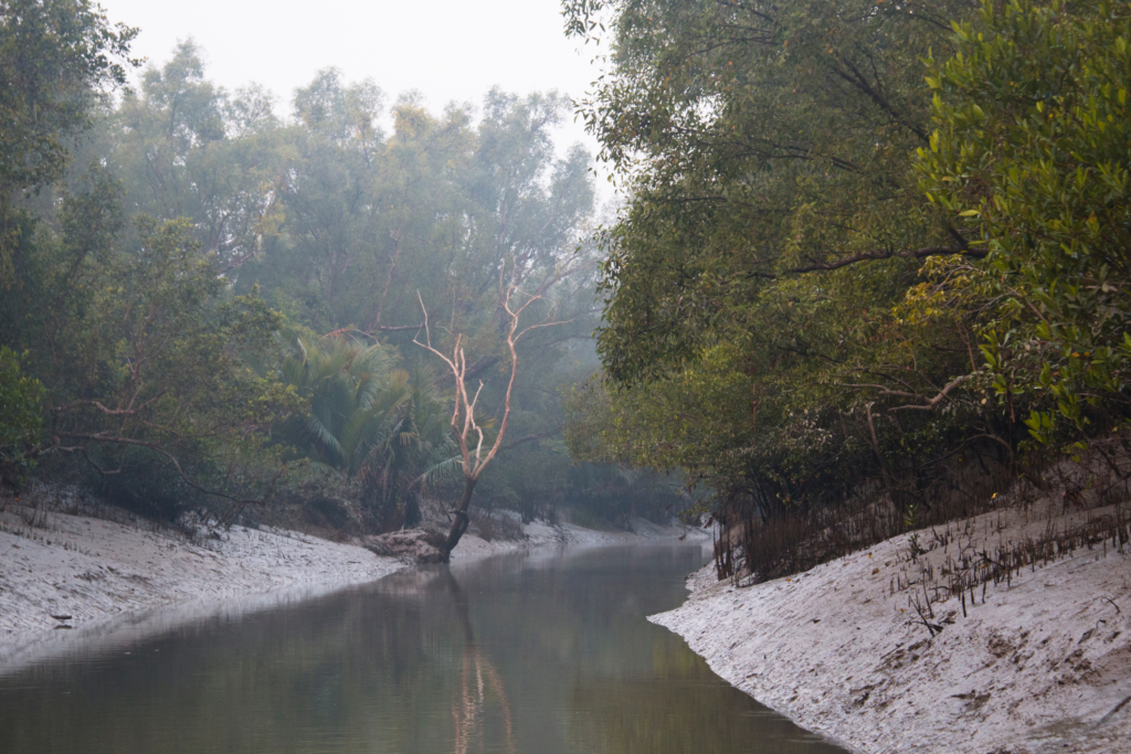 Mangrove landscape in the Sundarbans