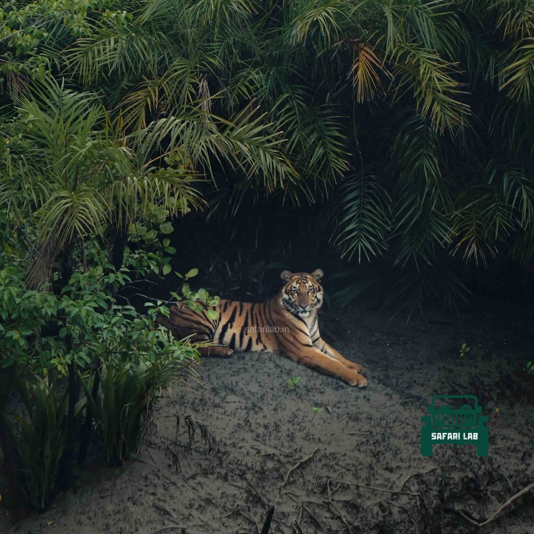 Mangrove landscape in the Sundarbans