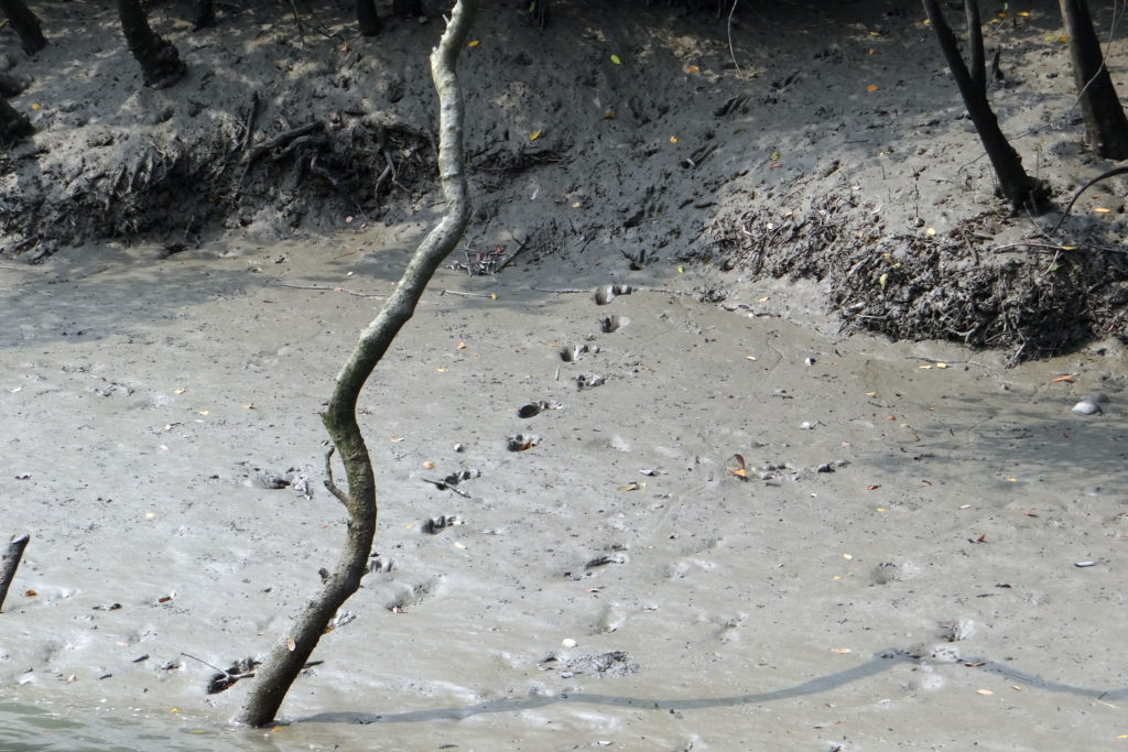 Tiger pugmarks in the Sundarbans