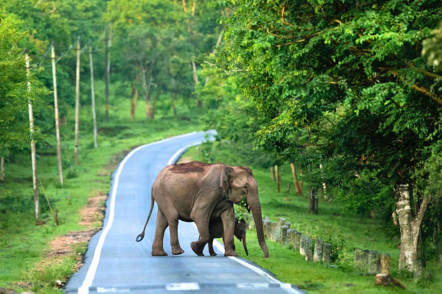 Asian elephant crossing a road in the Kaziranga landscape